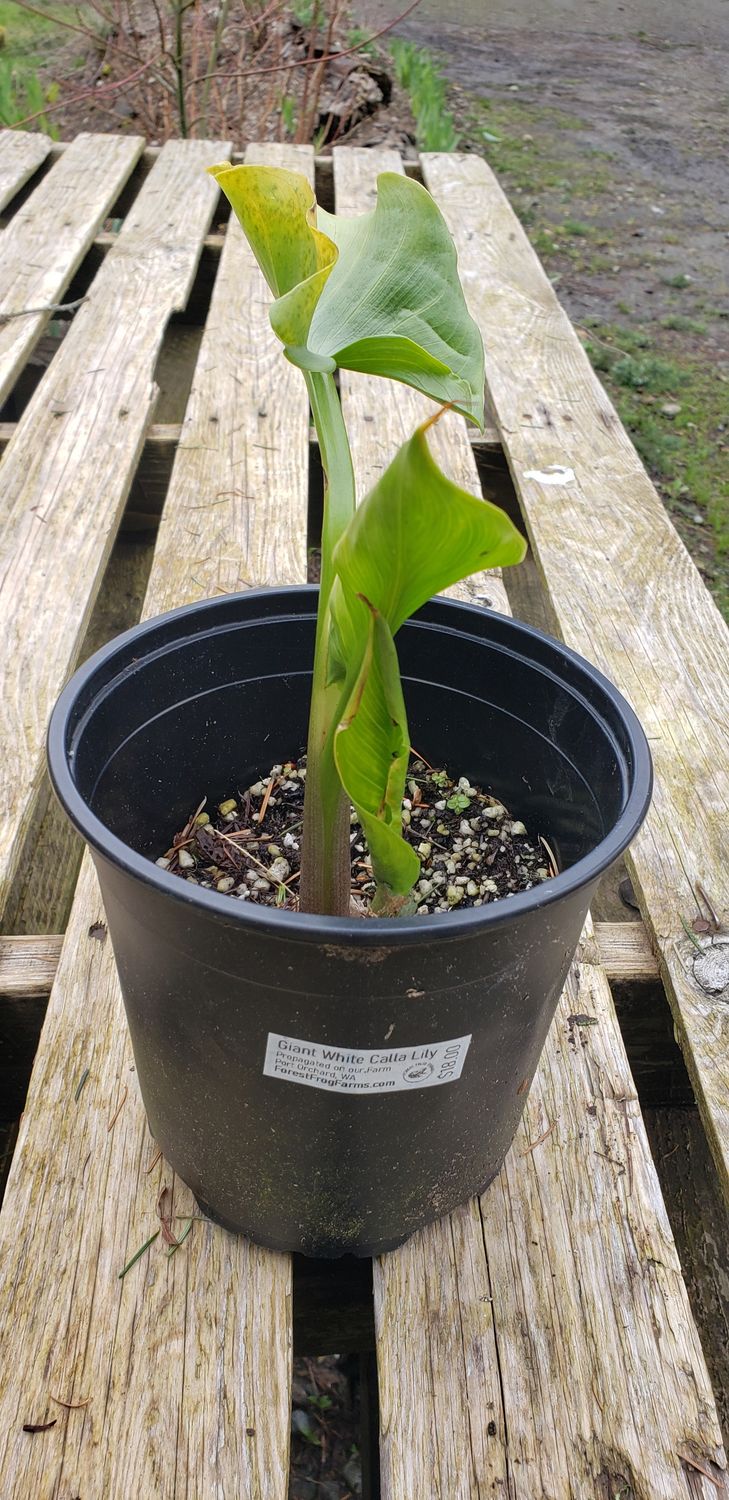 Giant White Calla Lily (1 gallon Pot)