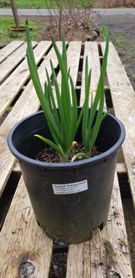 Egyptian Walking Onion