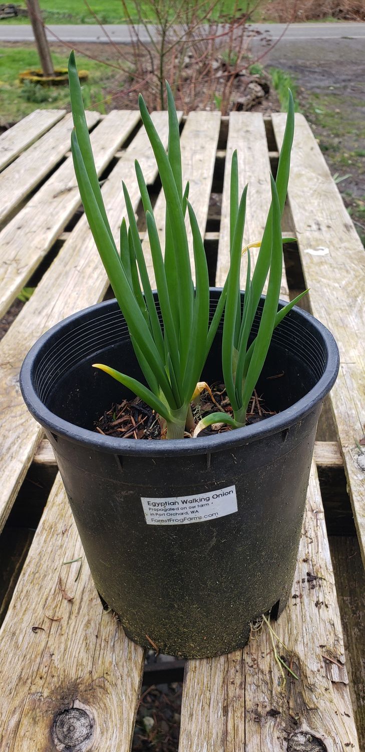 Egyptian Walking Onion