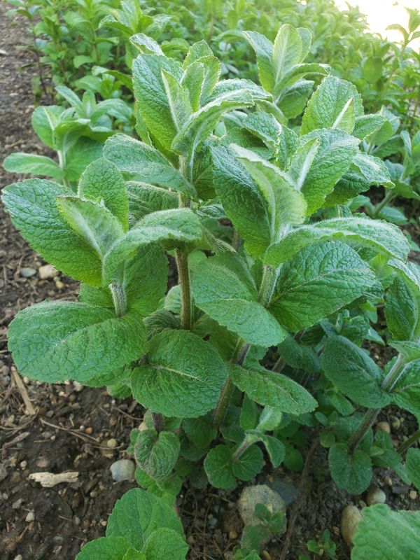 Fresh Apple Mint