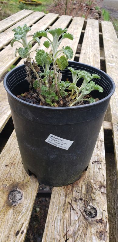 Horehound