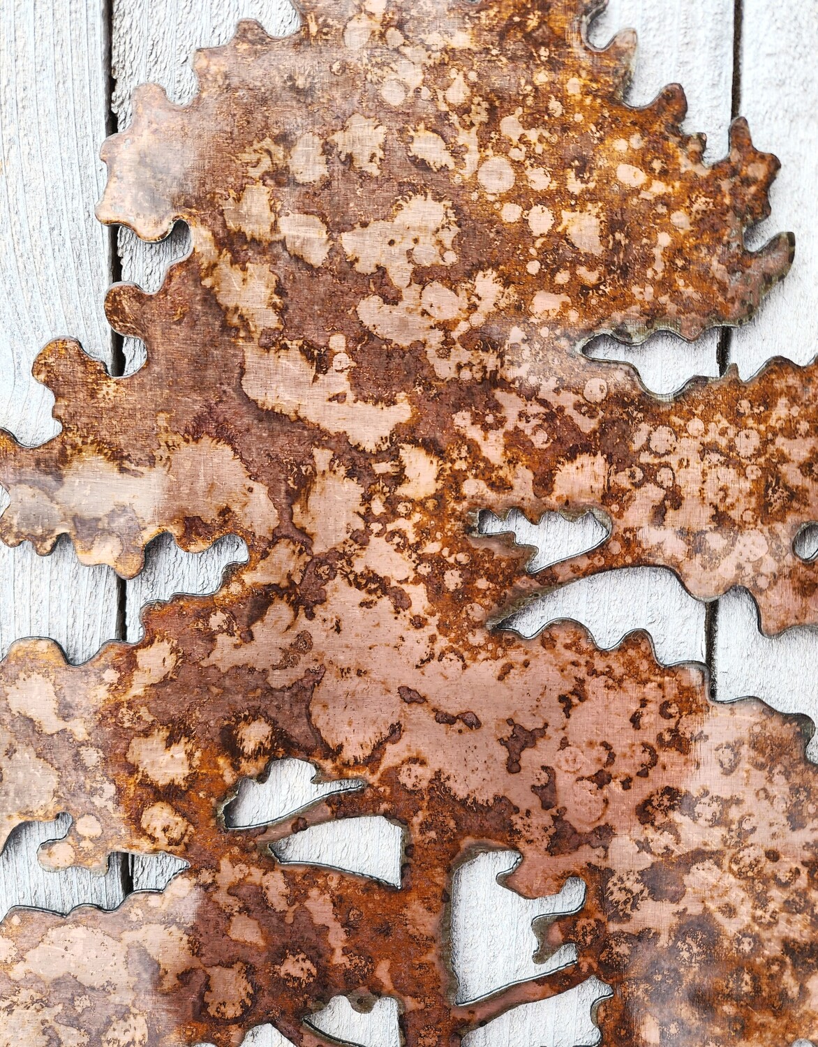 Lodgepole Pine Tree
