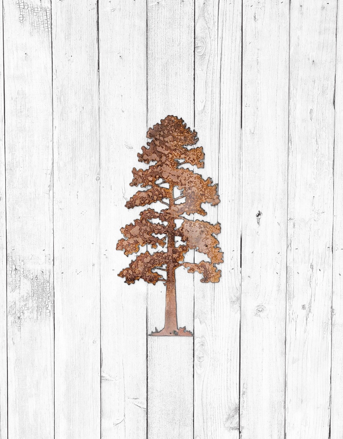 Lodgepole Pine Tree