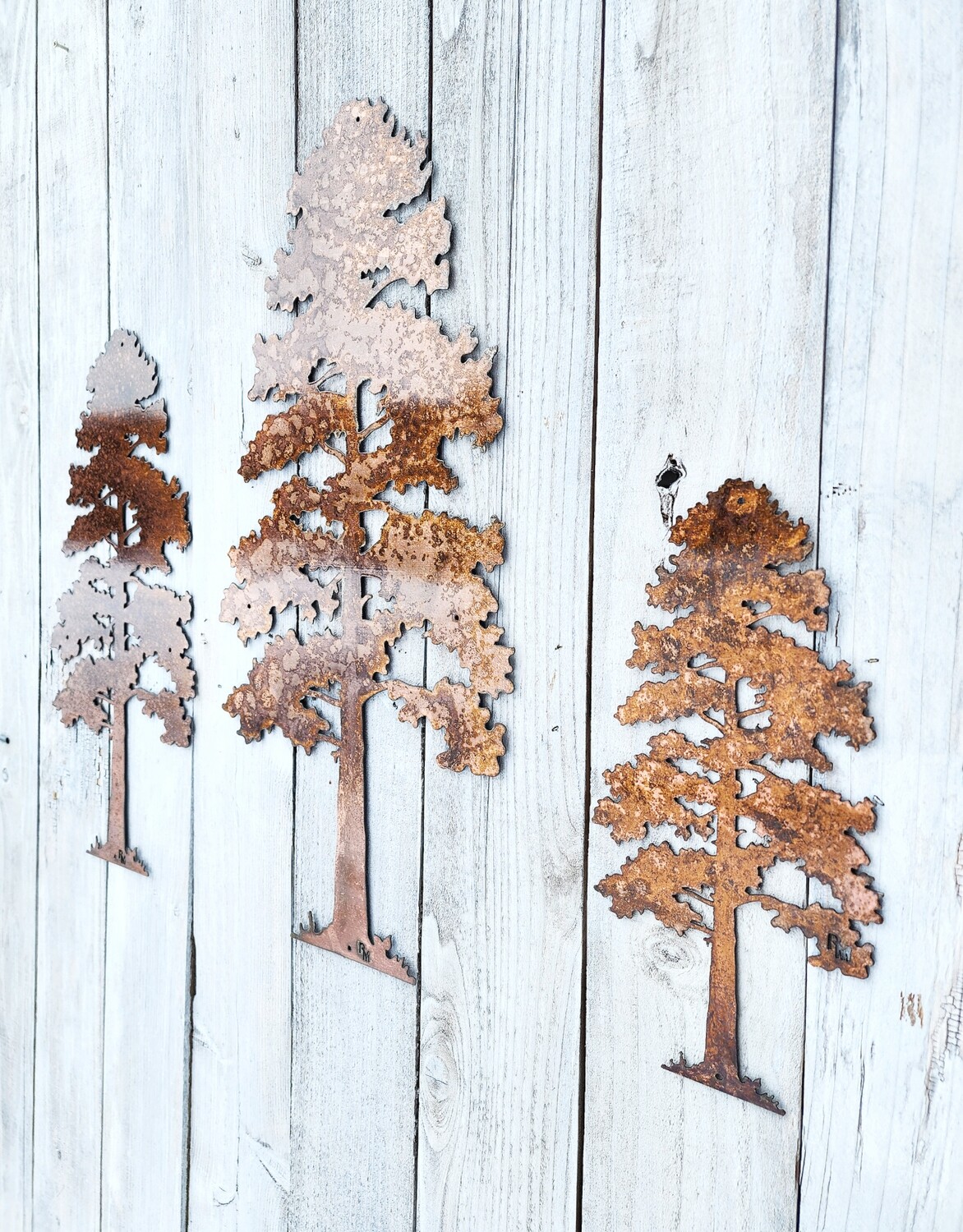 Lodgepole Pine Tree