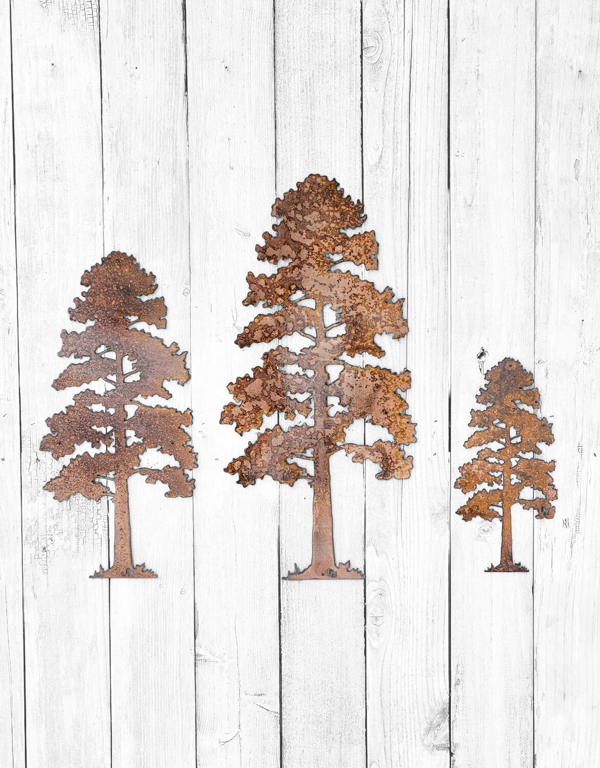 Lodgepole Pine Tree