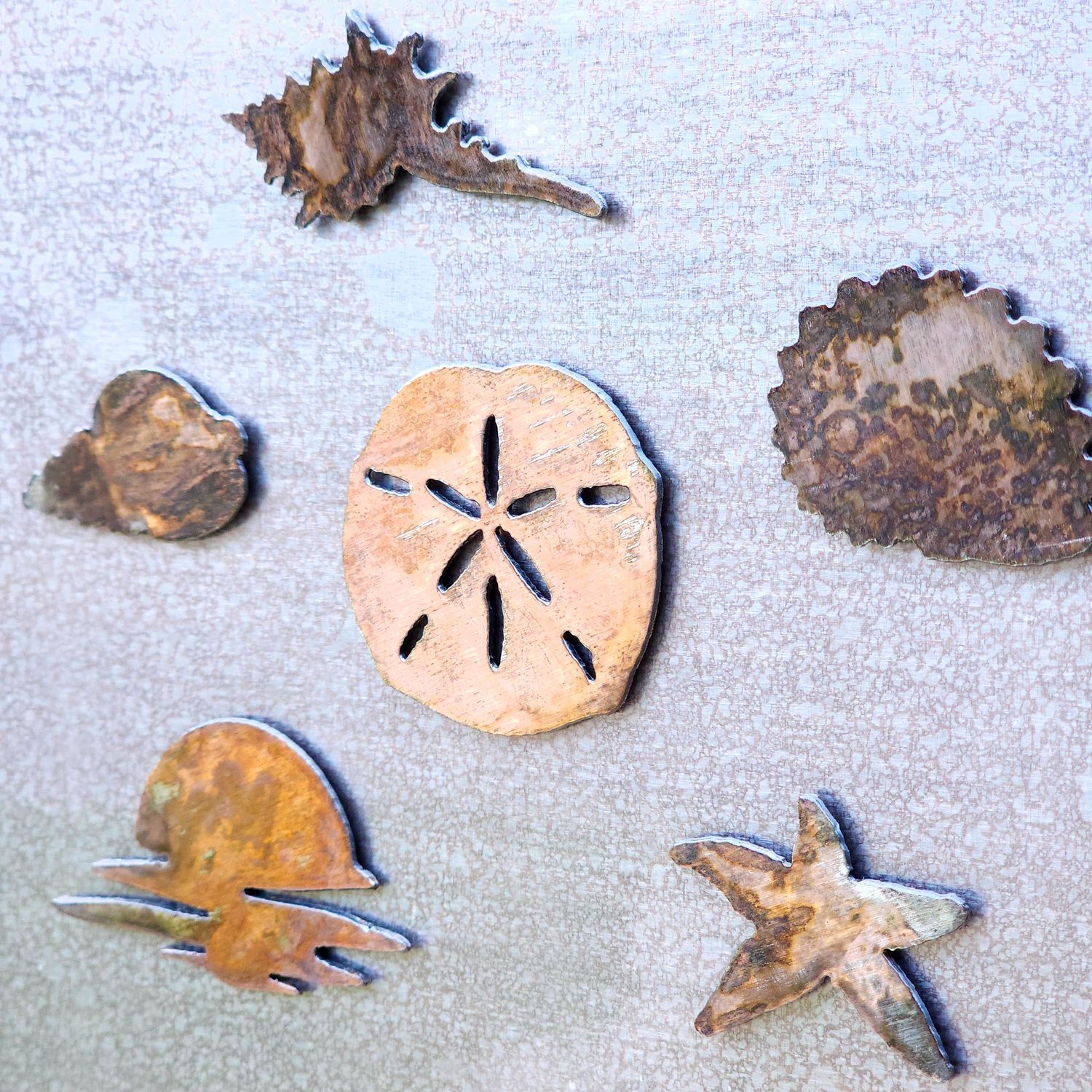 Shell Magnet Set