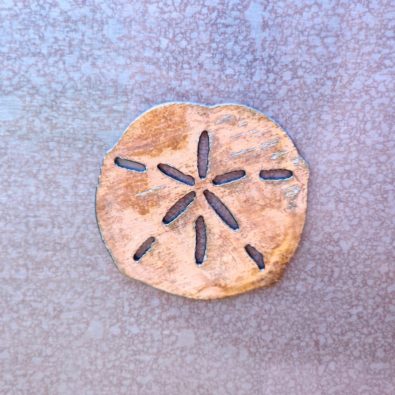 Shell Magnet Set