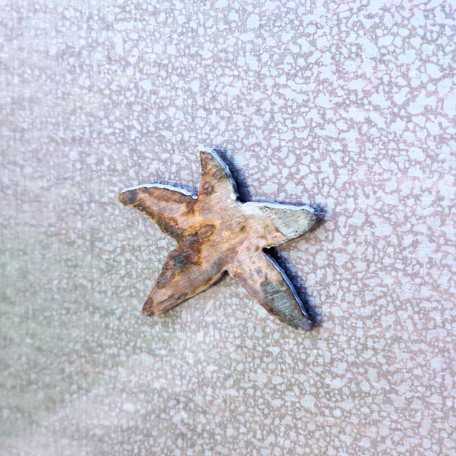 Shell Magnet Set