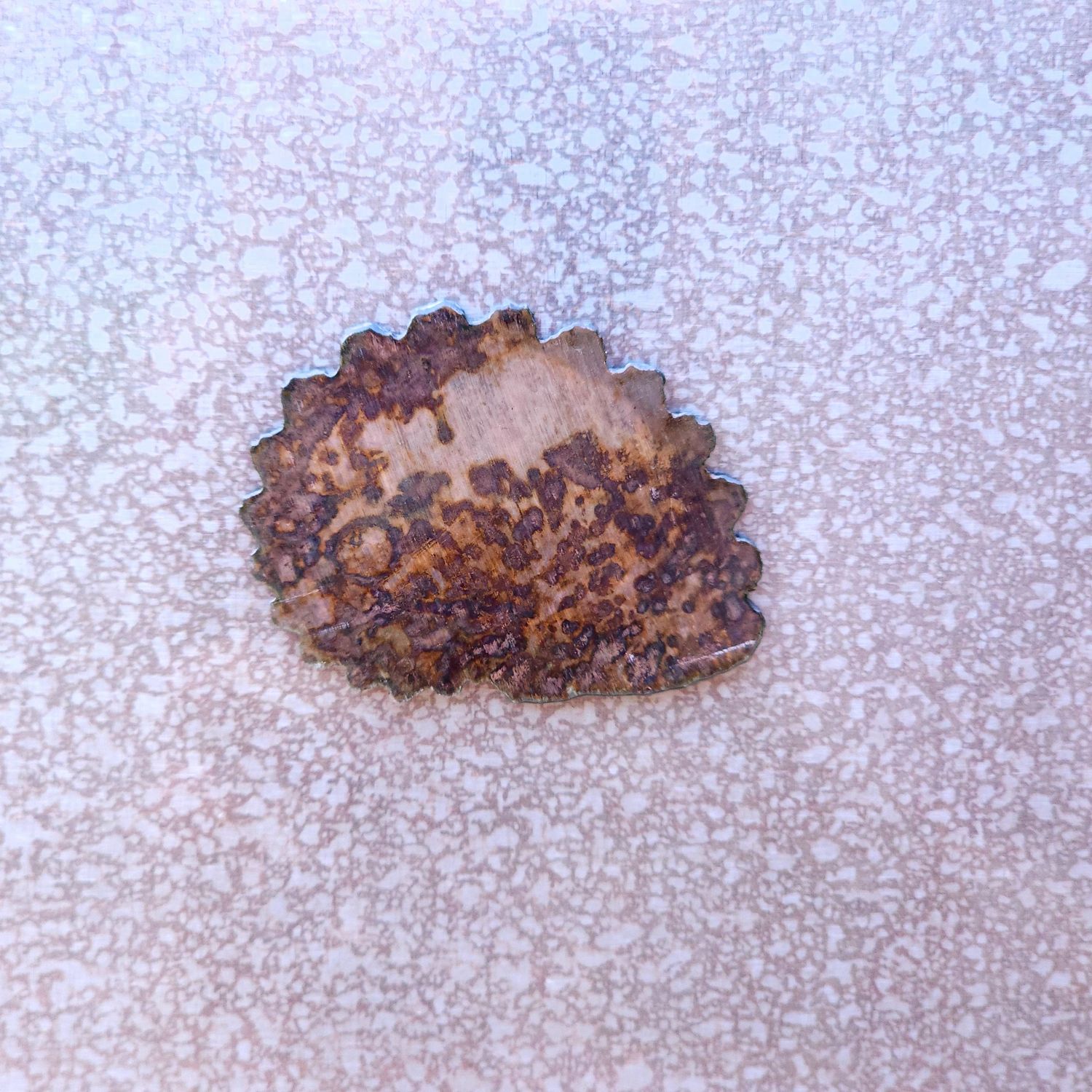 Round Shell Magnet