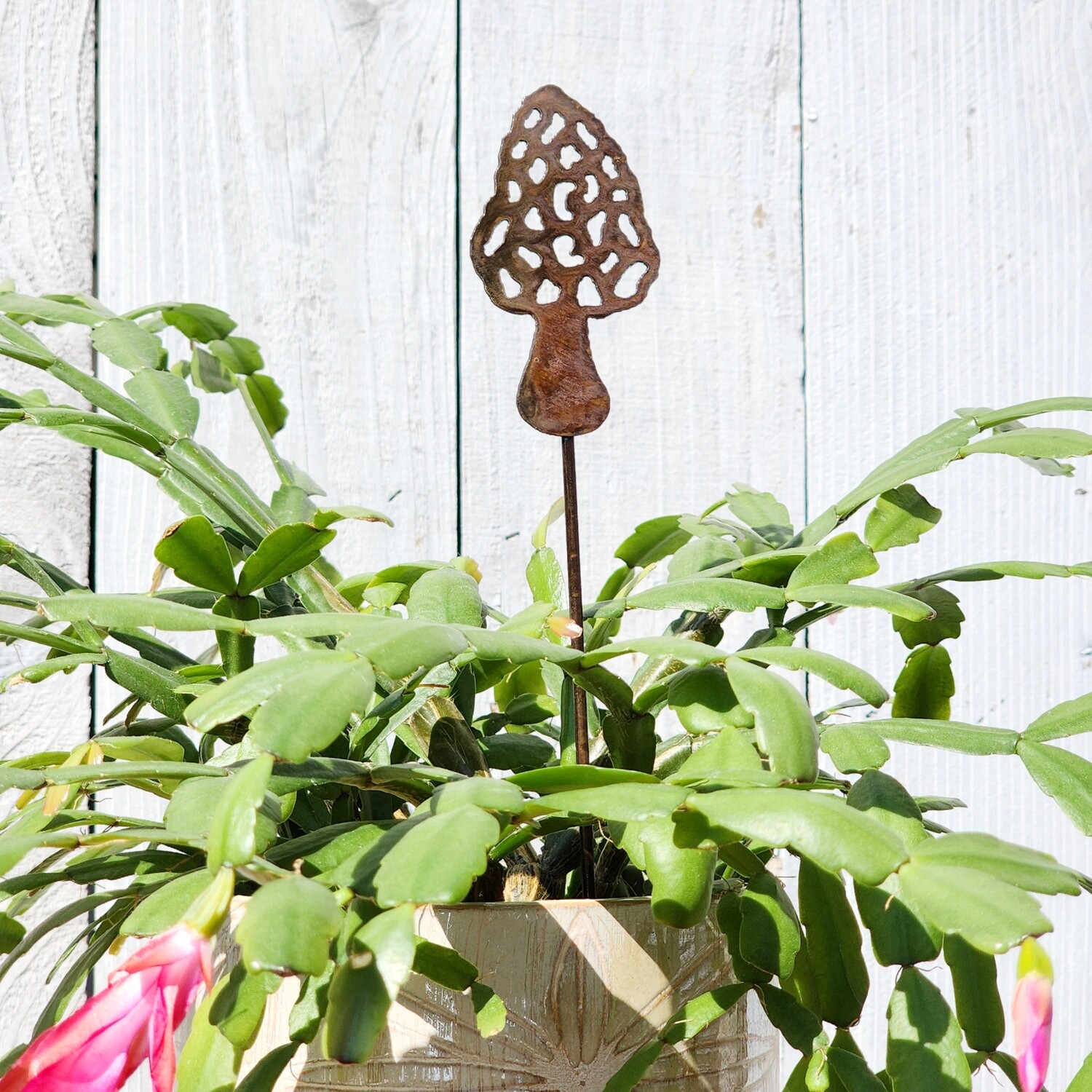 Small Morel Stake Small Morel Stake