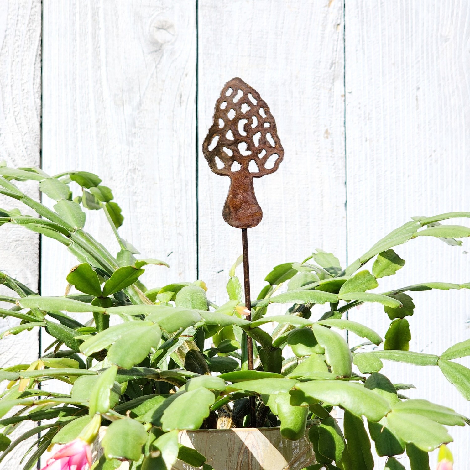 Small Morel Stake Small Morel Stake