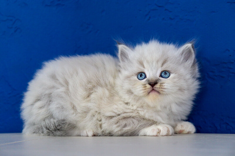 Ella Blue Mitted Lynx Female Ragdoll Kitten