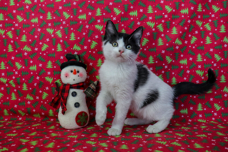 precious black van bicolor female minuet kitten kittens