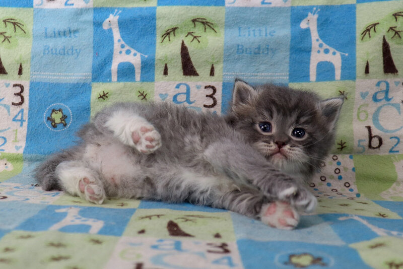 blue tabby solid ragdoll