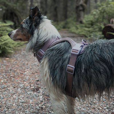 Harnesses