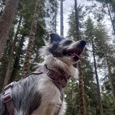 Harnesses