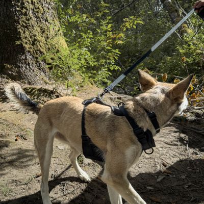 Leashes