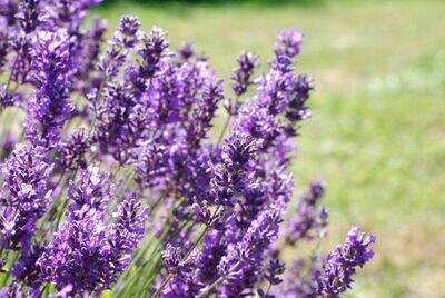 HERDADE VALE CÔVO ORGANIC LAVENDER EAU DE COLOGNE 100ml