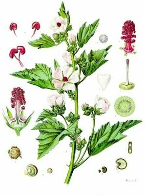 MC MARSHMALLOW (Althaea officinalis) LEAF 50g
