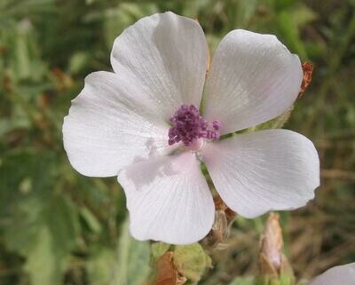 MC MARSHMALLOW (Althaea officinalis) LEAF 50g