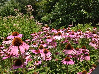 MC PURPLE CONEFLOWER (Echinacea Purpurea) PLANT 50g