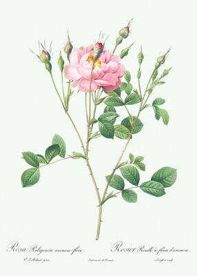 ELEGANTE SWEET BRIAR (Rosa rubiginosa) PURE OIL 20ml