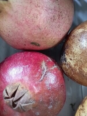ORGANIC POMEGRANATES 500g