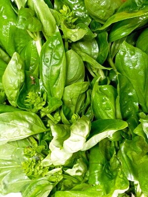 ORGANIC GREAT BASIL 100g