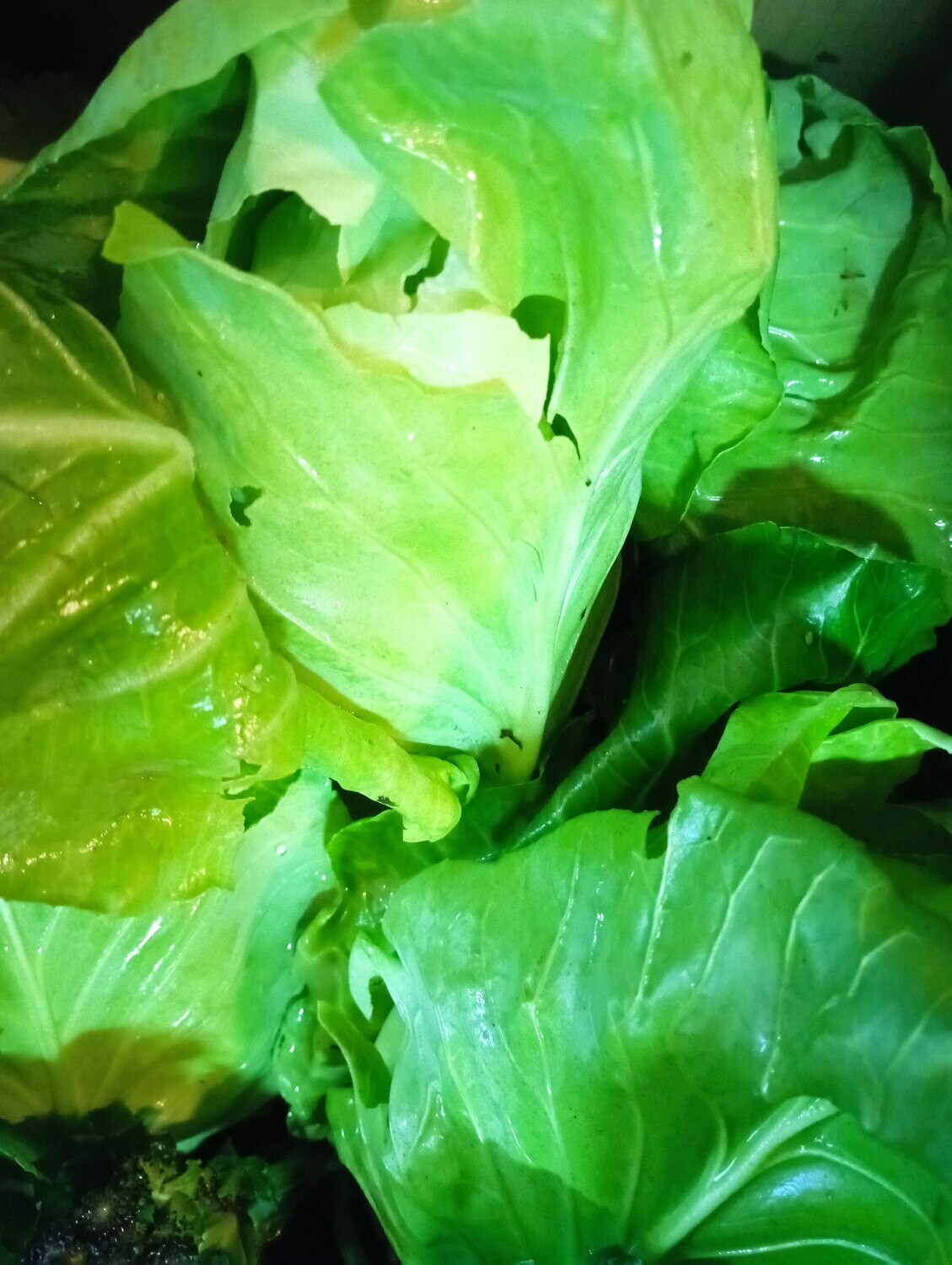 ORGANIC POINTED CABBAGE 500g
