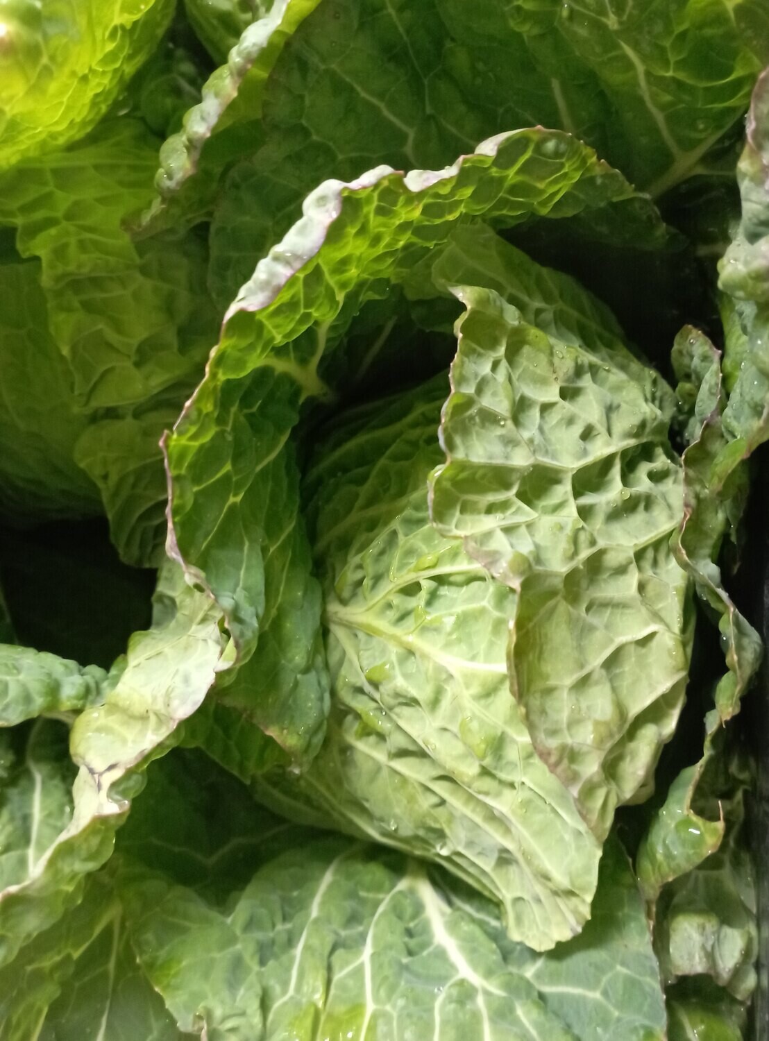 ORGANIC SAVOY CABBAGE 1kg