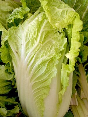 ORGANIC CHINESE CABBAGE OR PAK CHOI (depending on the week) 500g