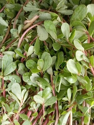 ORGANIC PURSLANE 200g