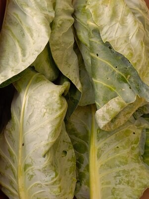 ORGANIC POINTED CABBAGE 500g