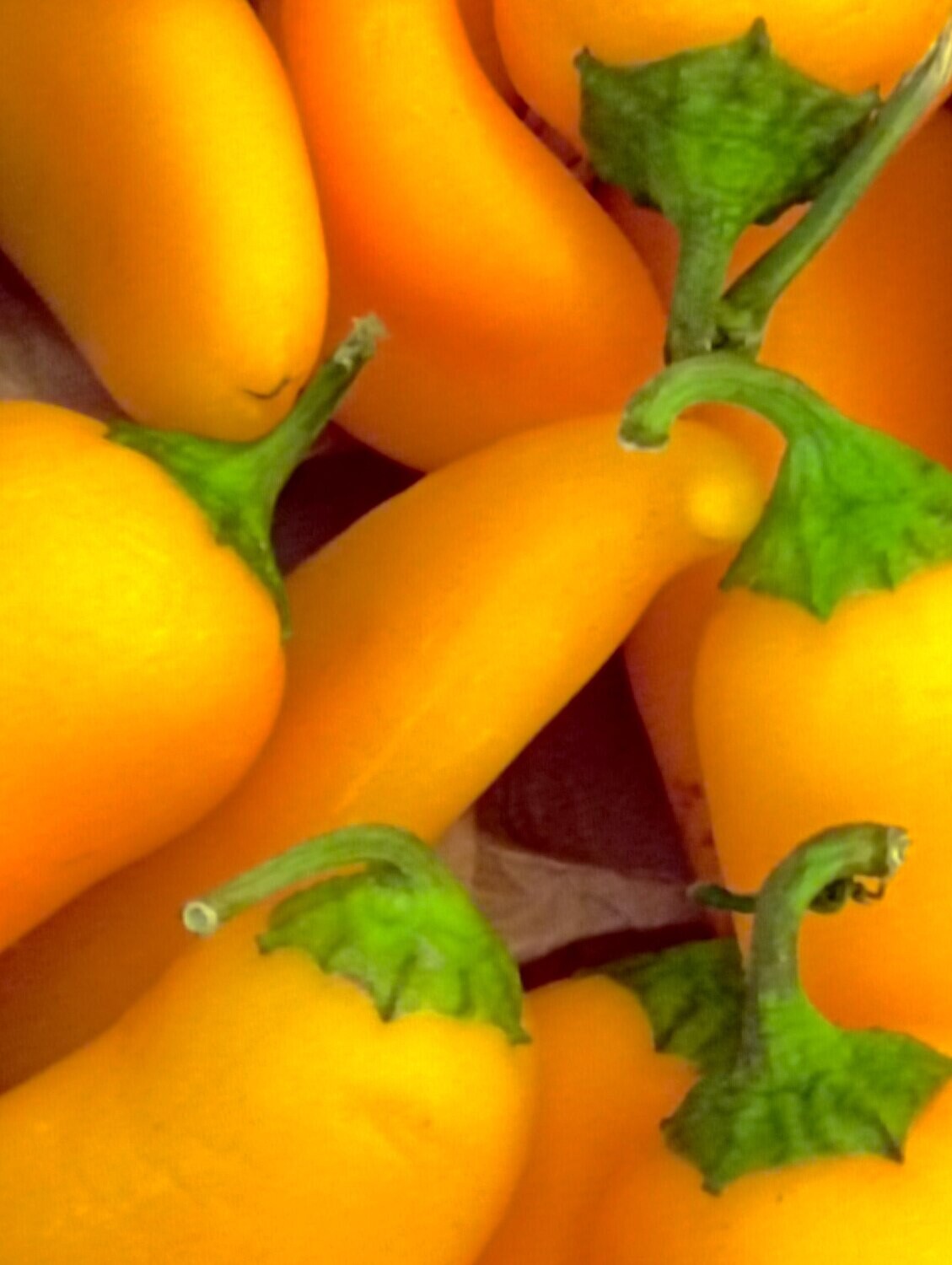 ORGANIC MINI SWEET PEPPERS 200g