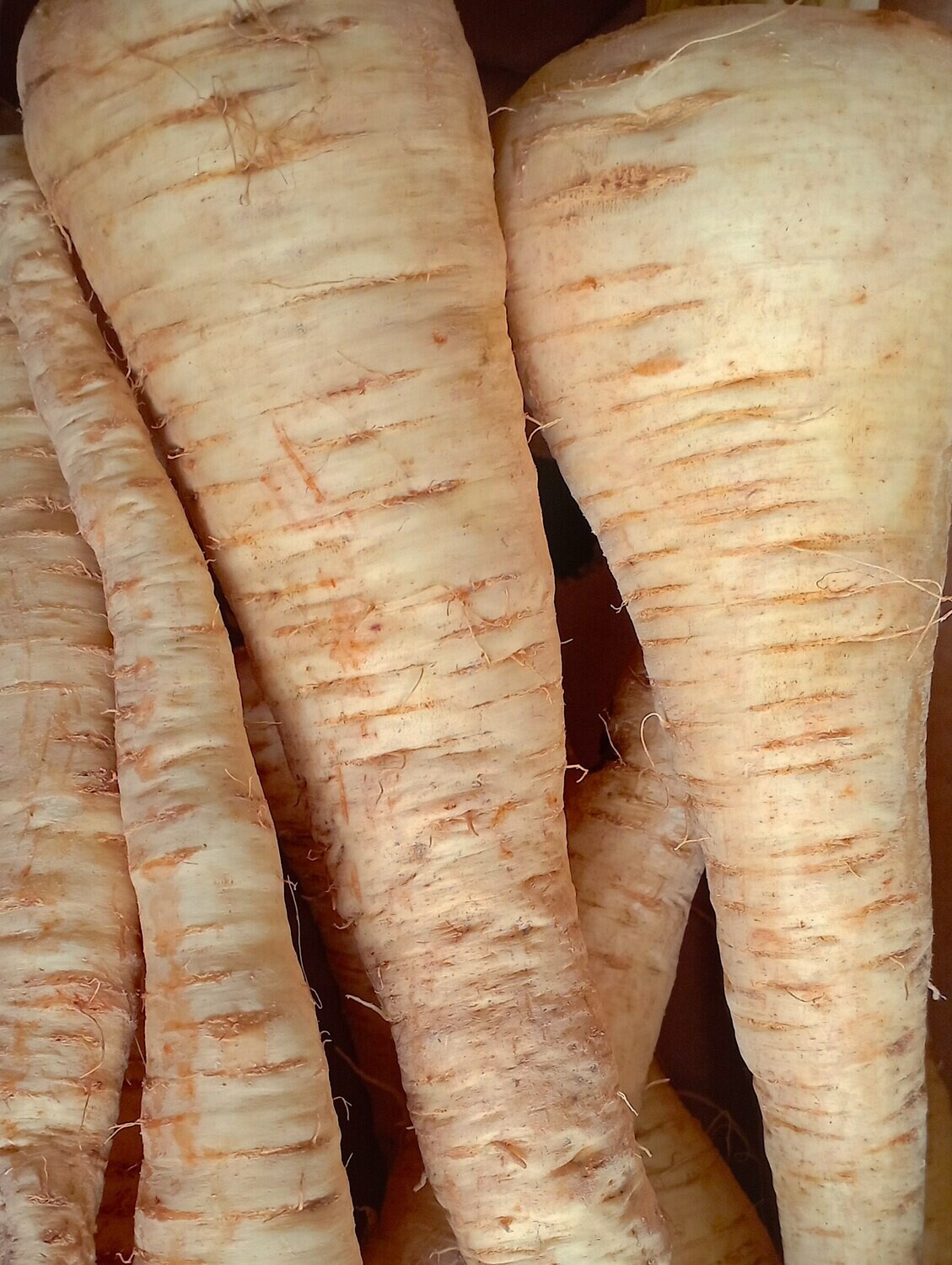 ORGANIC PARSNIPS 500g