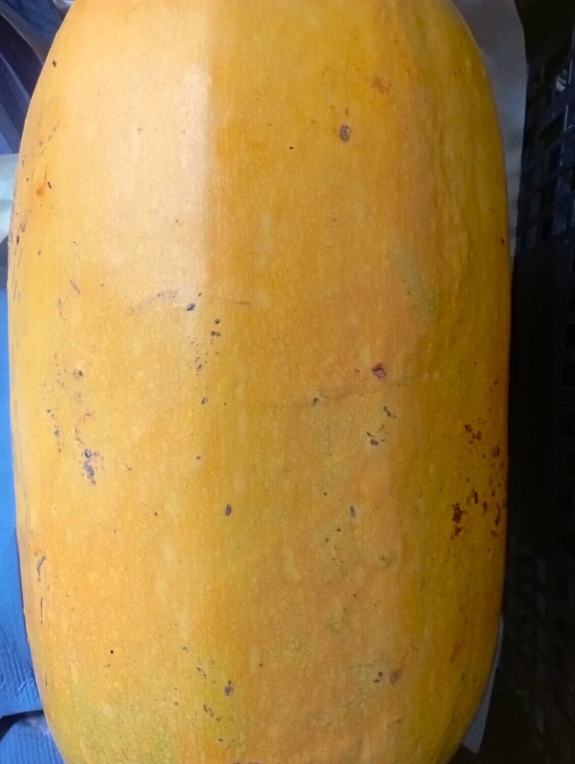 ORGANIC PORQUEIRA SQUASH (PUMPKIN) WHOLE 5kg