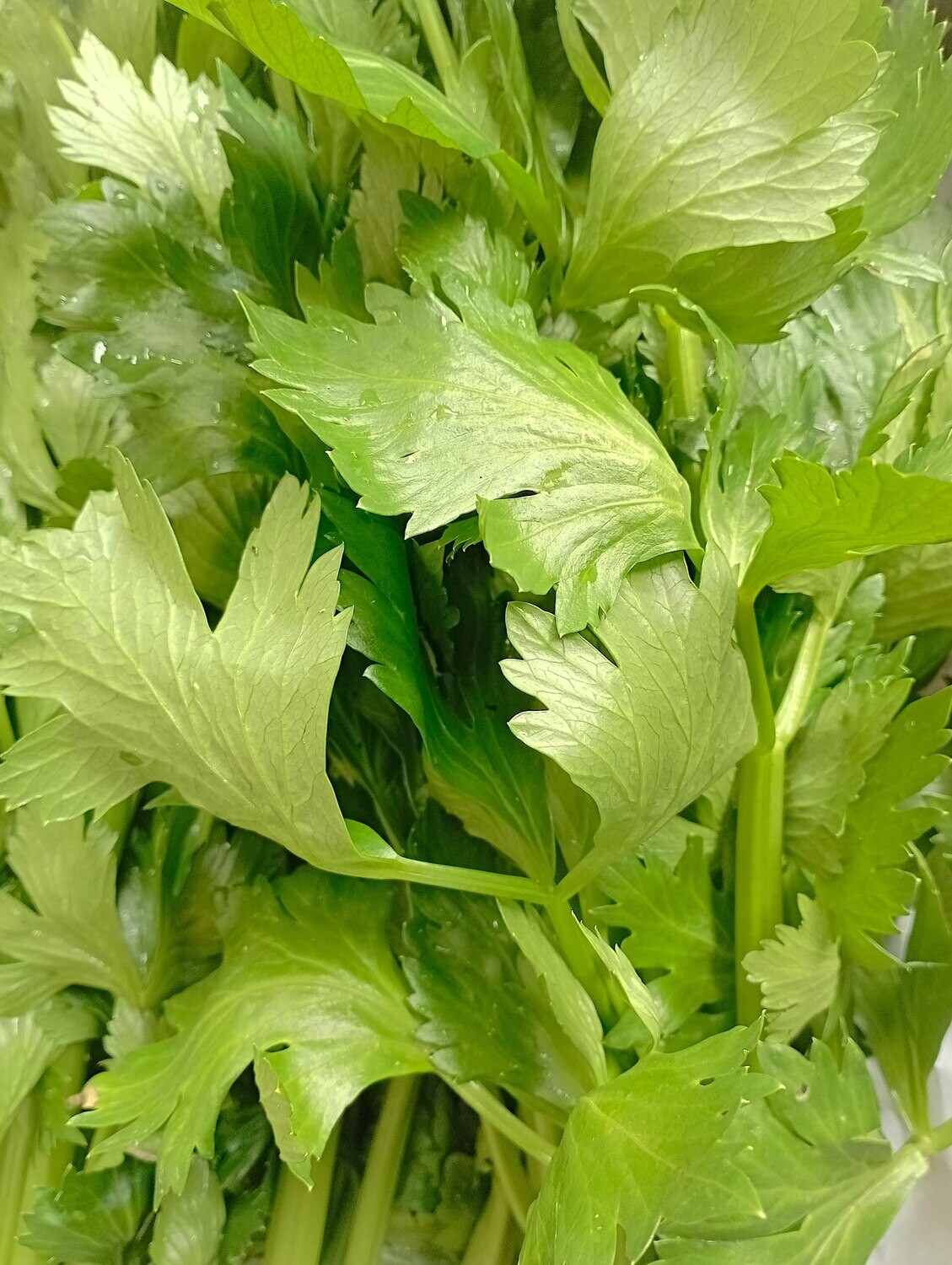 ORGANIC CELERY 500g
