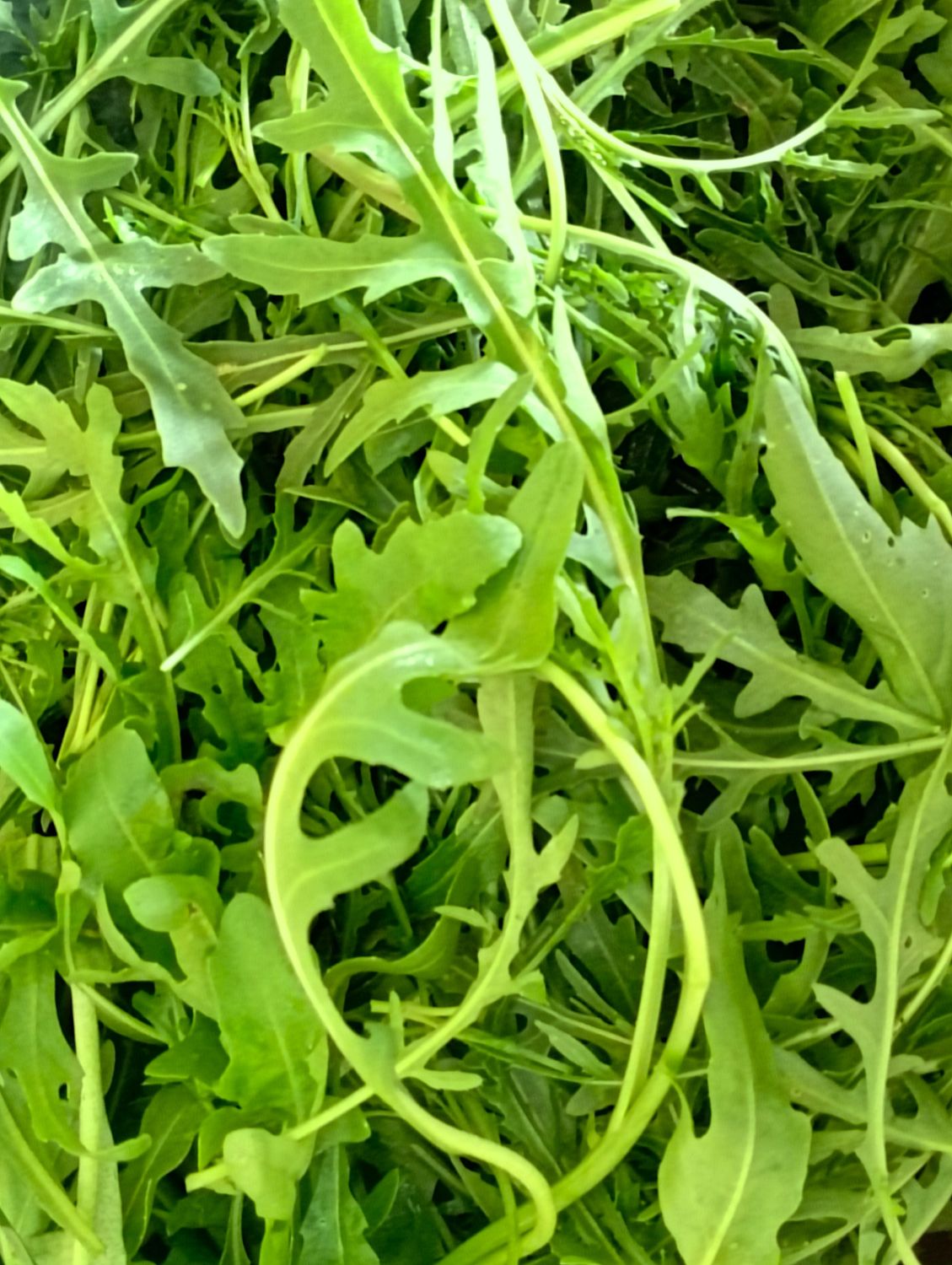 ORGANIC ROCKET 100g