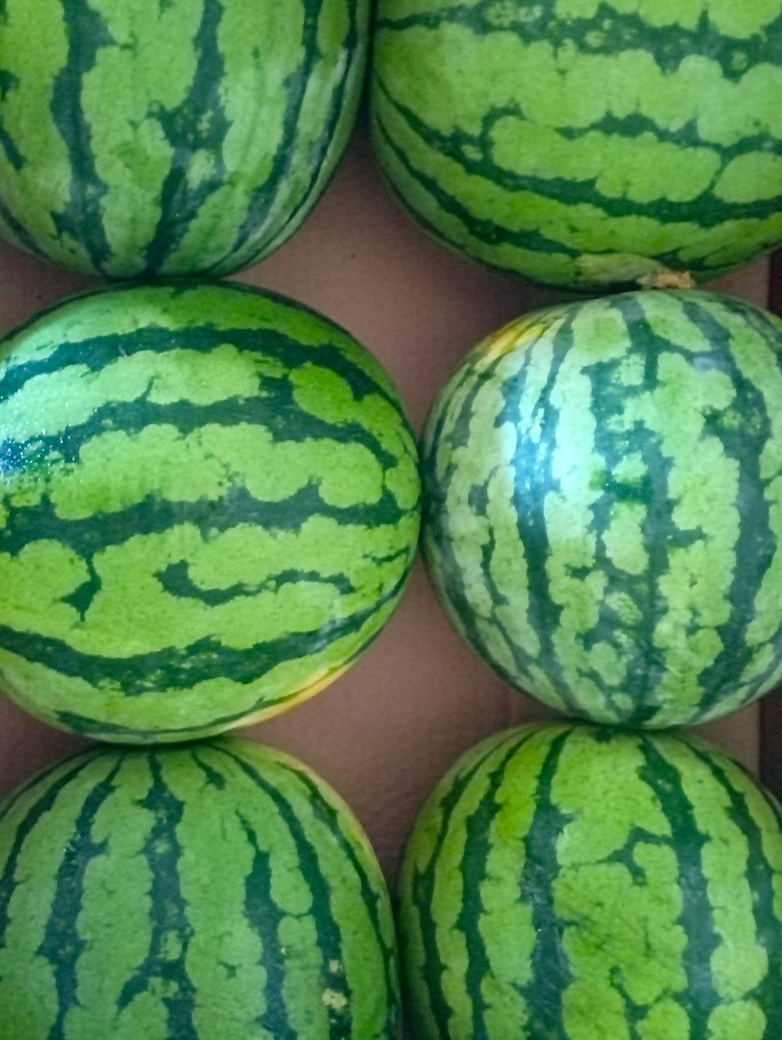 ORGANIC WATERMELON 5kg
