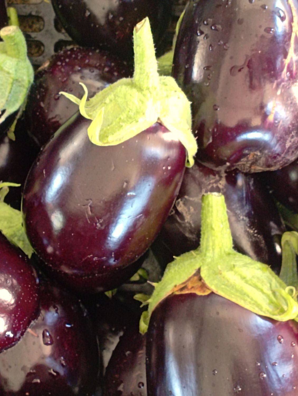 ORGANIC AUBERGINE (EGGPLANT) 500g