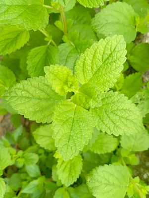 ORGANIC LEMON BALM 100g