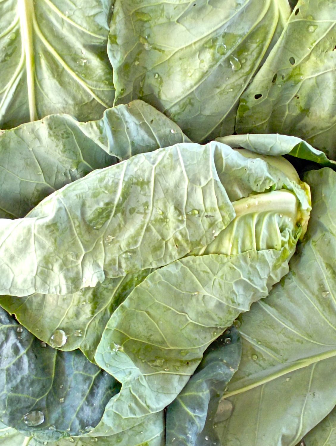 ORGANIC POINTED CABBAGE 500g