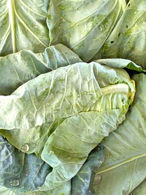ORGANIC POINTED CABBAGE 500g