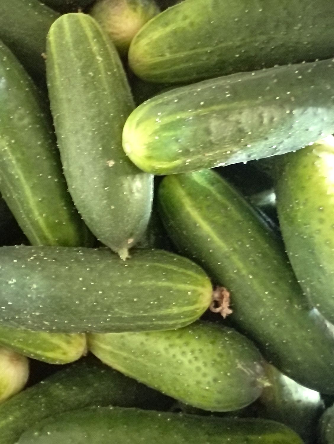 ORGANIC CUCUMBERS 500g