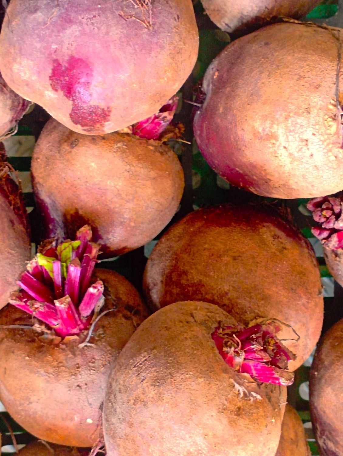 ORGANIC RED BEETROOTS 500g