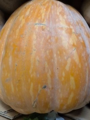 ORGANIC MENINA SQUASH (PUMPKIN) WHOLE 5kg