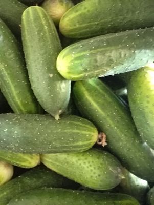 ORGANIC CUCUMBERS 500g