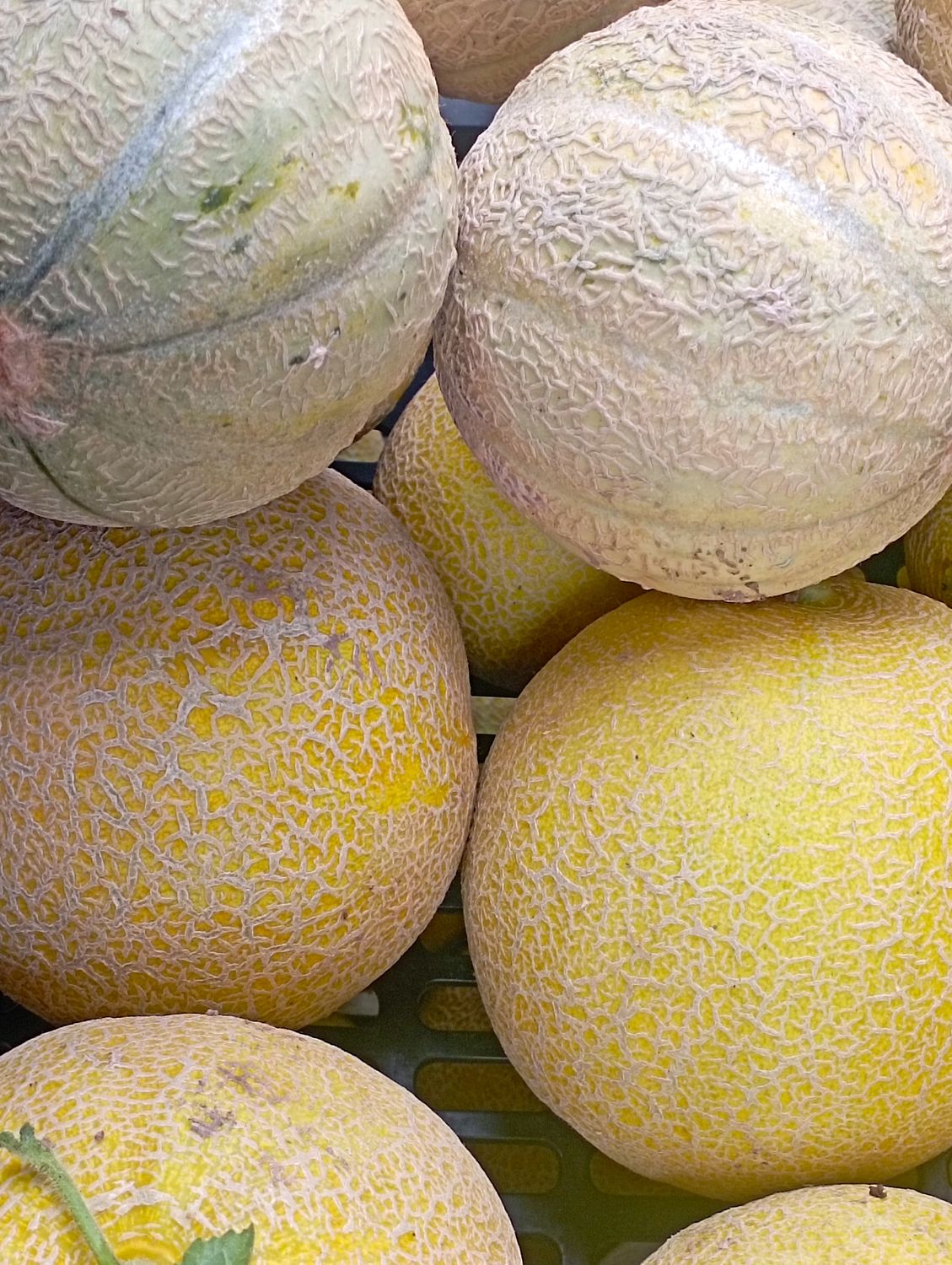 ORGANIC CANTALOUPES 1kg
