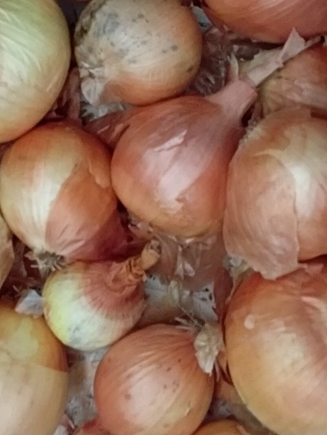 ORGANIC NEW YELLOW ONIONS 1kg