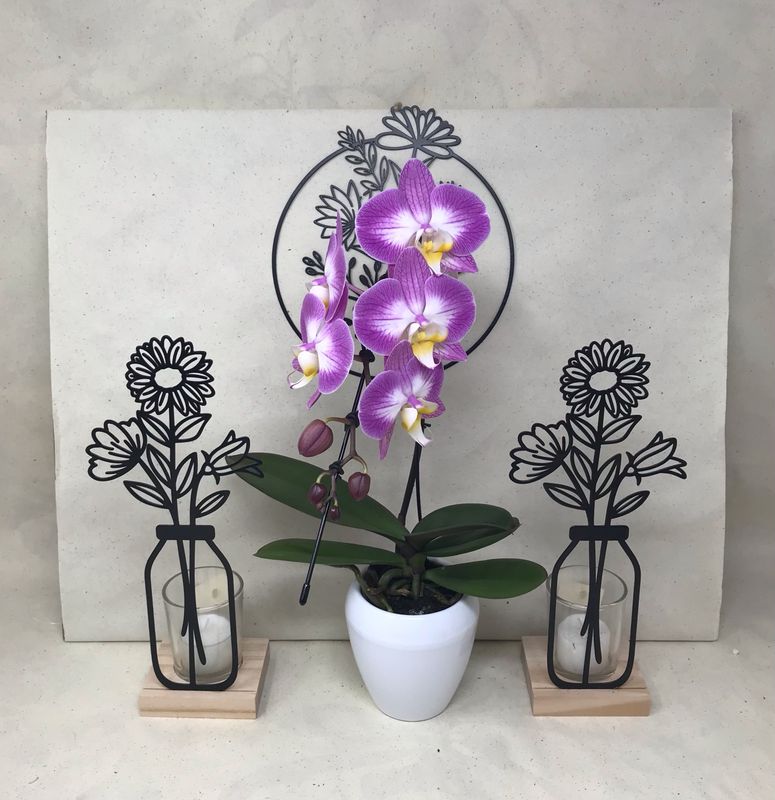 ?Orchidée Swann rose